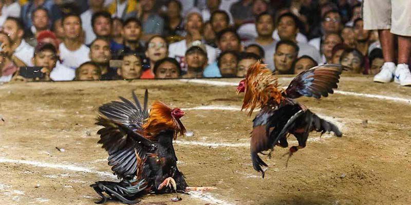 Kinh nghiệm của những cao thủ đá gà để lại