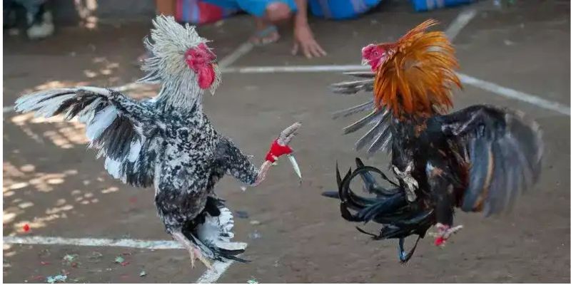 Thuật ngữ đá gà và chăm sóc kê